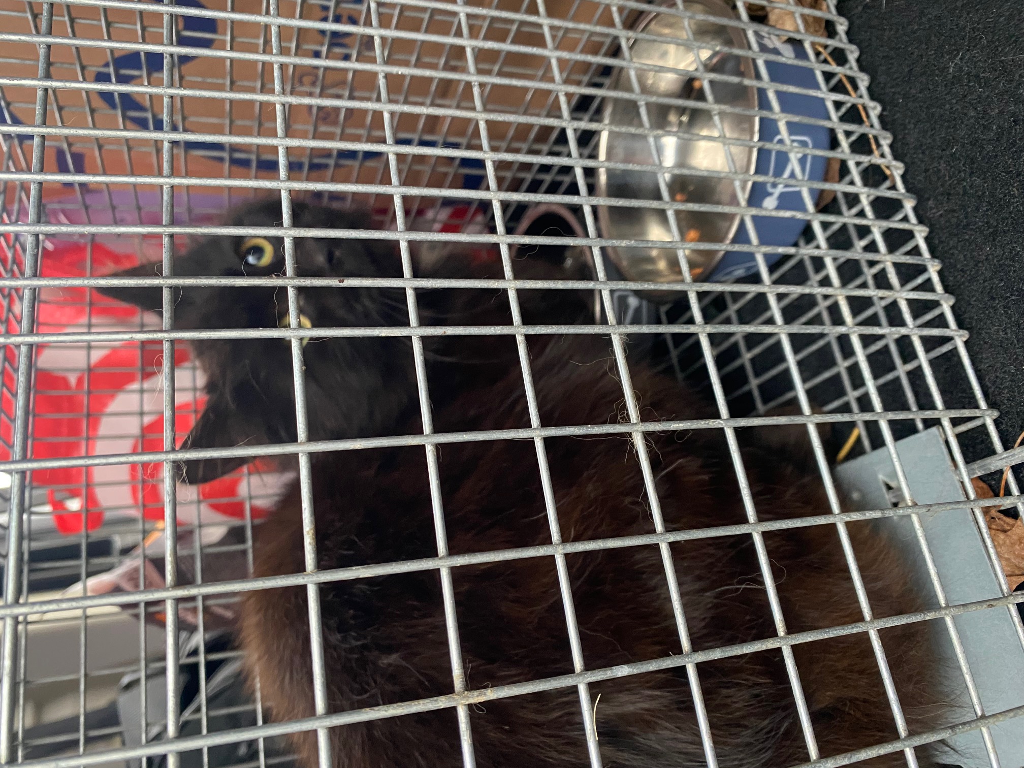 Community cat cared for by Joyful Paws & Happy Tails in Putnam, CT